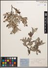 Foto von Salix caprea L. x Salix lapponum L.